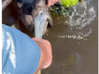 L2505005_would you be friends with a pelican？ (Part 2)