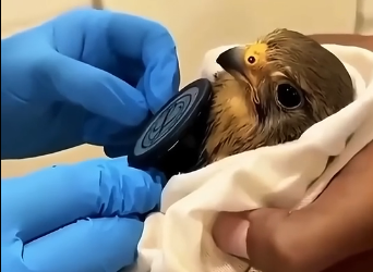 L2505006 Tiny Injured Kestrel Flies Back To Rescuer after being Released! (Part 2)