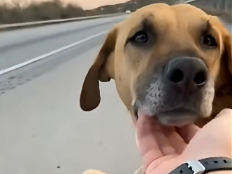T2305004_The Dog Left on the Highway With a Sign： PLEASE TAKE HIM (Part 2)