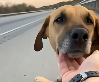 T2305004_The Dog Left on the Highway With a Sign： PLEASE TAKE HIM (Part 2)