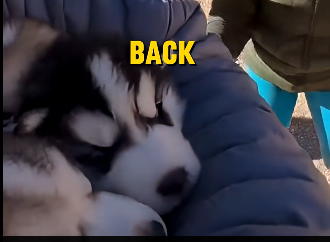 E2405007_She Pushed Her Husky Babies Closer to the Edge (Part 2)
