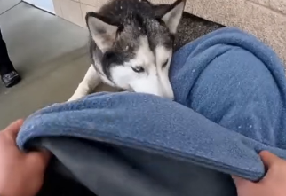 E2405008_She Stole a Blanket Off Freezing Husky Puppies…  (Part 2)