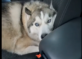E2405009_She Let Her Kid Ride a Husky Like a Horse… – Emergency Rescue (Part 2)