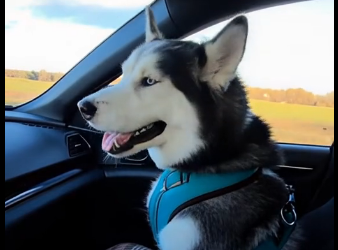 E2405012_She Gave a Husky to Her Kid Like a Toy…  (Part 2)