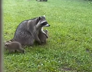 W2305012_I never imagined a raccoon would come looking for me one night…  (Part 2)