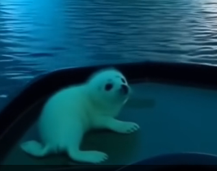 W2505002_I thought I was about to watch a tiny baby seal get eaten alive…  (Part 2)