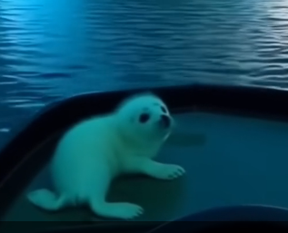 W2505002_I thought I was about to watch a tiny baby seal get eaten alive… (Part 2)