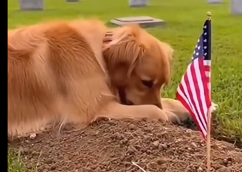 F2205003_this dog wants his owner to stay..  (Part 2)