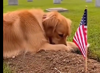 F2205003_this dog wants his owner to stay.. (Part 2)