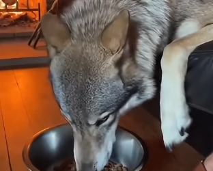 F2205005_mommy wolf was expecting… (Part 2)