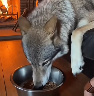 F2205005_mommy wolf was expecting… (Part 2)