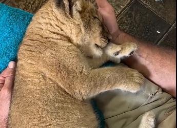 G2205009_Rescuing big cats (Part 2)