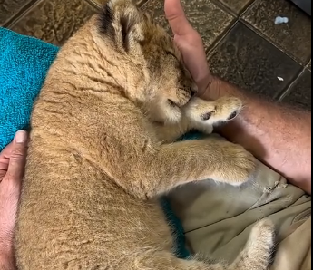 G2205009_Rescuing big cats (Part 2)