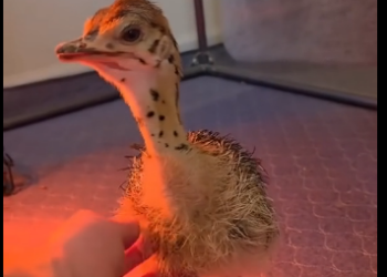 G2205011_Beautiful ostrich hatching  (Part 2)