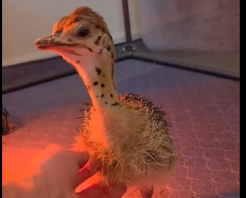 G2205011_Beautiful ostrich hatching (Part 2)