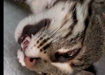 G2205012_Injured ocelot (Part 2)