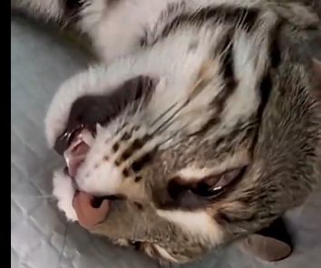 G2205012_Injured ocelot (Part 2)