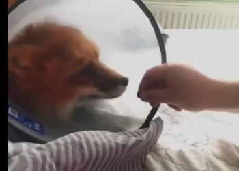 G2405007_Rescue a Fox (Part 2)
