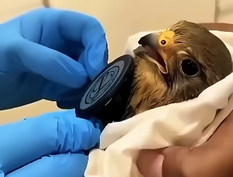 L2505006 Tiny Injured Kestrel Flies Back To Rescuer after being Released!  (Part 2)