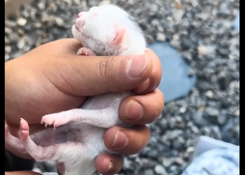 Y2505002_I saw a stray cat giving birth  (Part 2)
