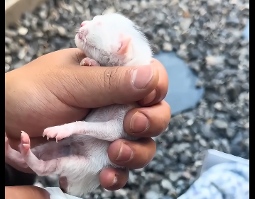 Y2505002_I saw a stray cat giving birth  (Part 2)