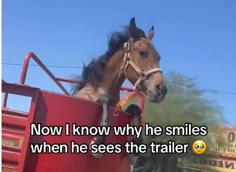 X2505001_Who loves horses？ (Part 2)