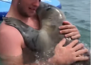 L2505007_RESCUED BABY SEAL visits man’s family thanking him. (Part 2)