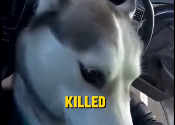 E2605002_A Husky Was Hanging in the Air… Emergency rescue (Part 2)