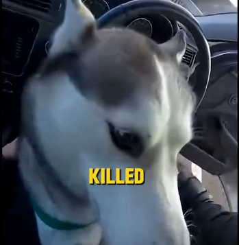 E2605002_A Husky Was Hanging in the Air… Emergency rescue (Part 2)