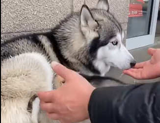 E2605003_She Kicked Out a Husky Mom and Puppies…  (Part 2)