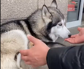 E2605003_She Kicked Out a Husky Mom and Puppies… (Part 2)