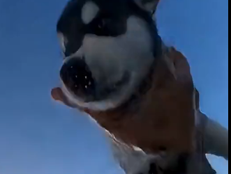 E2605004_She Pushed a Husky Puppy Into the Sea…  (Part 2)