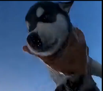 E2605004_She Pushed a Husky Puppy Into the Sea… (Part 2)