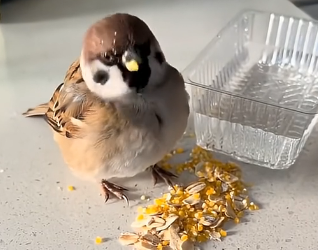 R1305001_I traded food and stray cats for a sparrow (Part 2)