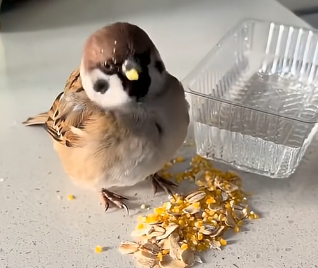 R1305001_I traded food and stray cats for a sparrow (Part 2)