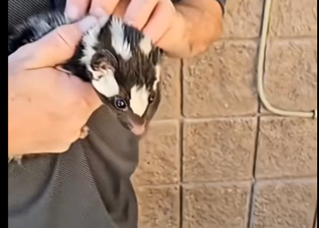 R1305005_I only meant to save the baby skunk… now she’s family (Part 2)