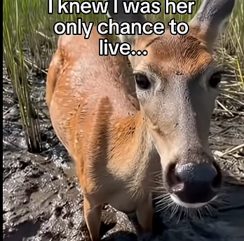 S2405011_A baby deer was  chasing our boat to save one life… (Part 2)