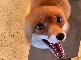 S2405012_One day, a fox suddenly showed up in my yard and then…  (Part 2)