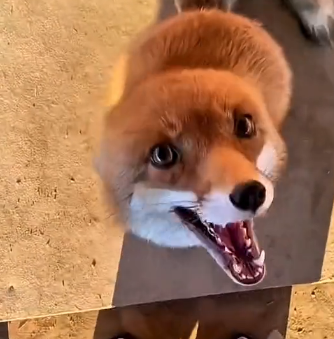 S2405012_One day, a fox suddenly showed up in my yard and then…  (Part 2)