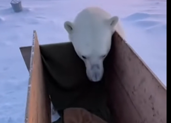 S1405006_A wolf pack dragged a crying polar bear cub and…  (Part 2)