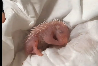 U2605001_My hedgehog at home gave birth, and Ifound a unique one among the newly bornhedgehogs  (Part 2)