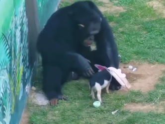 U2605003_Gorillas don’t torture piglets, they are actually best friends  (Part 2)