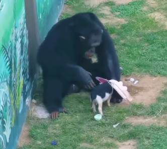 U2605003_Gorillas don’t torture piglets, they are actually best friends  (Part 2)