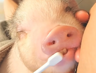 U2605005_I found a newborn pig was stuck inthe car bar screaming bitterly (Part 2)