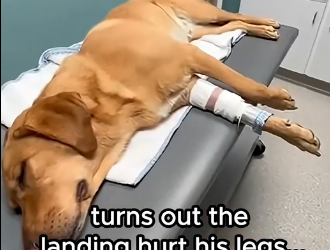F1405004_This military dog lost his legs (Part 2)