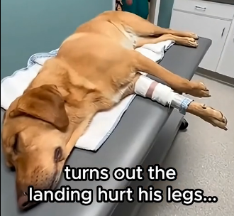 F1405004_This military dog lost his legs (Part 2)