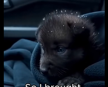 G2005012 This Black Wolf Pup Was Abandoned for Being Different… Then an Orange Cat Saved Him (Part 2)