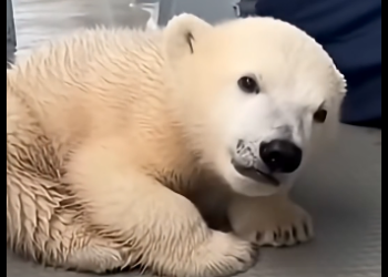 G2005004_Polar Bear Cub Trapped on Melting Ice — Then This Happened (Part 2)