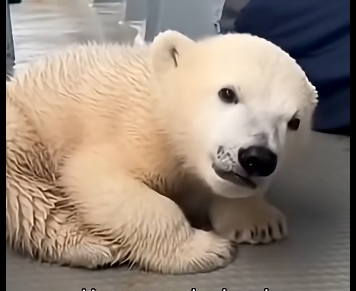 G2005004_Polar Bear Cub Trapped on Melting Ice — Then This Happened (Part 2)