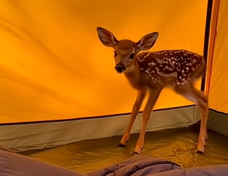 G2005010_Baby Deer Ran Into My Tent To Escape a Wolf  (Part 2)